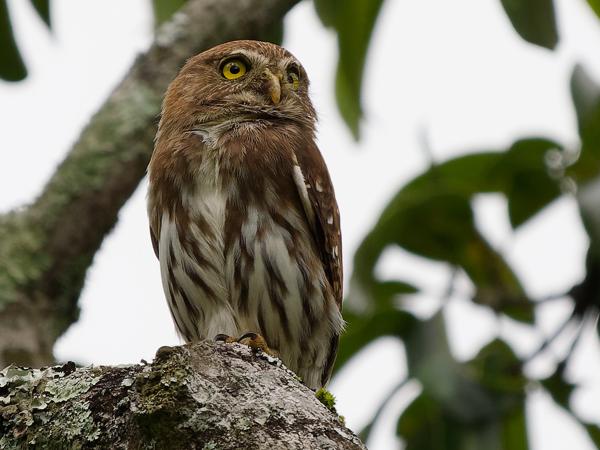 <h3><a href="/trips/costa-rica/biota/animalia/chordata/aves/031 strigiformes/002 strigidae/glaucidium brasilianum/glaucidium brasilianum-nl.html">Glaucidium&nbsp;brasilianum</a> / Ferruginous&nbsp;pygmy&nbsp;owl / Braziliaanse&nbsp;dwerguil</h3>OM-1 Mark II met OLYMPUS M.150-400mm F4.5 TC, 1/2000 sec  bij F5.6, ISO 640, afstand 18.6&nbsp;m
